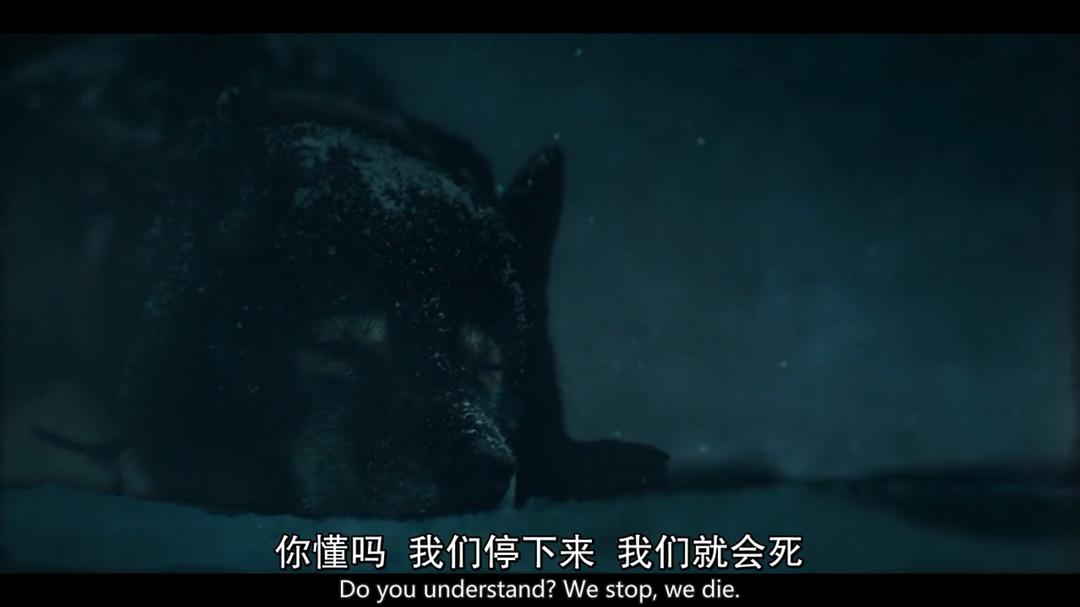 《多哥》海报第54张图片