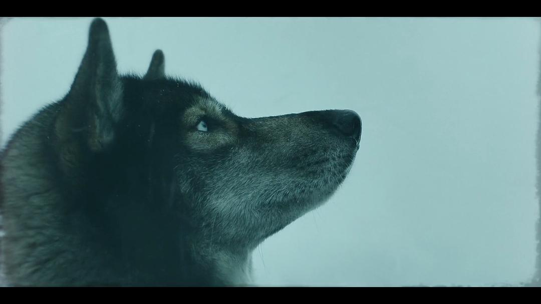 《多哥》海报第38张图片