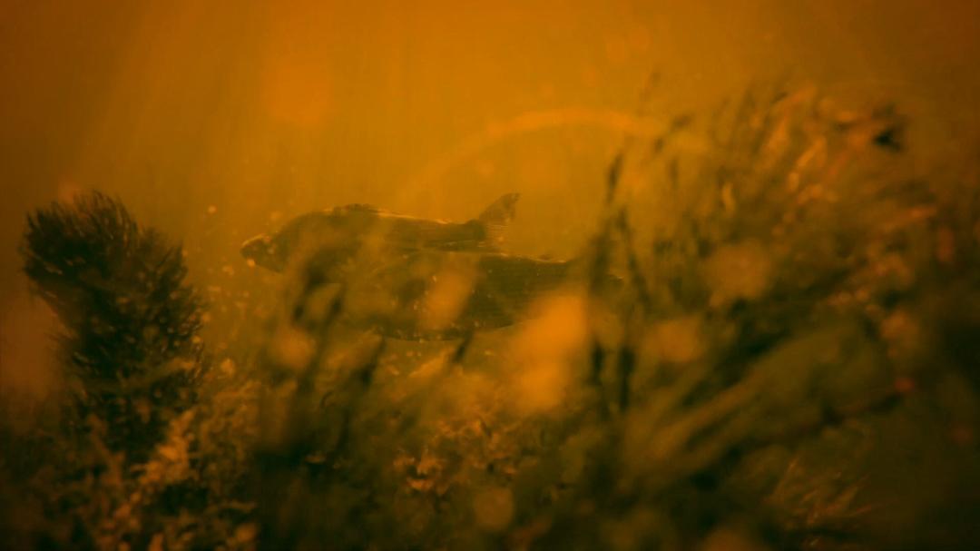 《荒野间谍第二季》剧照第56张图片