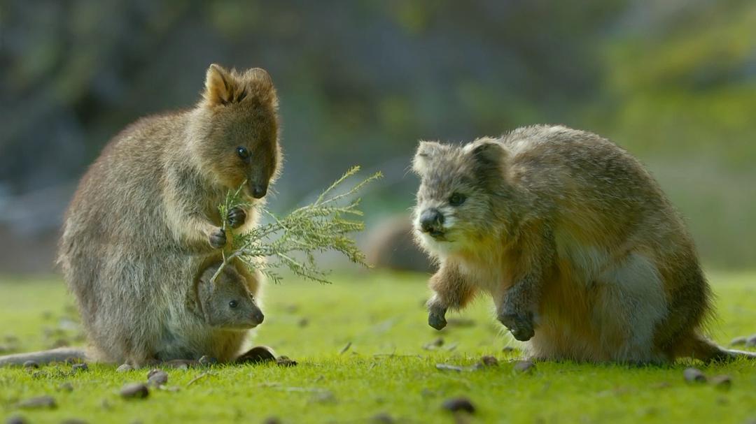 《荒野间谍第二季》剧照第29张图片