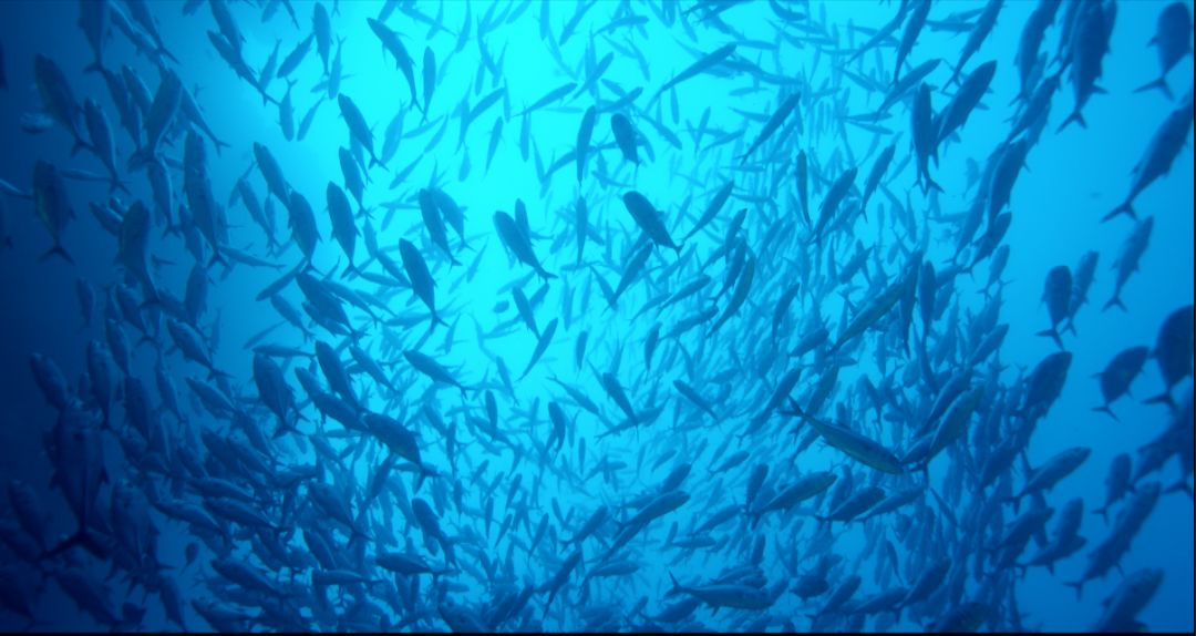 《蔚蓝之境》剧照