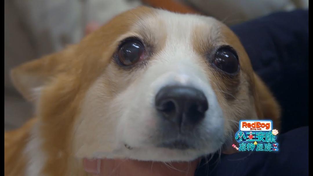 《小主安康-宠物医院2》剧照