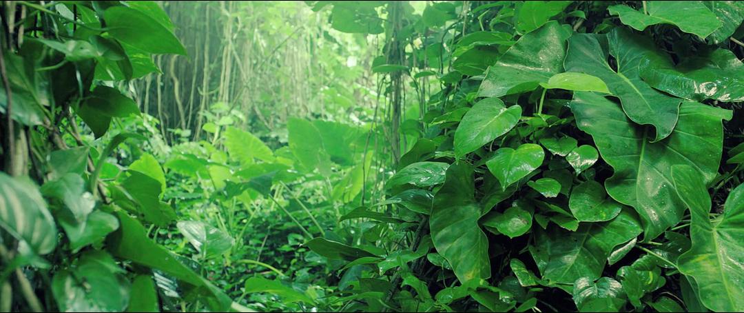 《昆虫总动员2——来自远方的后援军》海报第57张图片