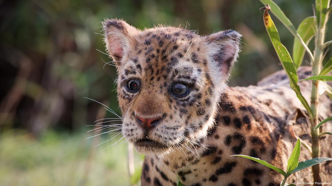 《荒野间谍第二季》剧照第23张图片