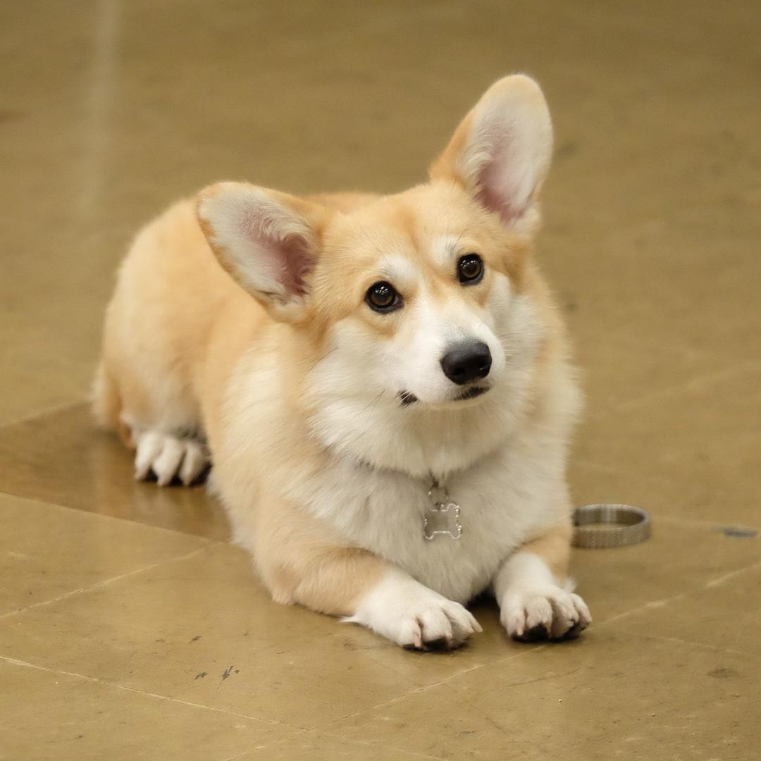 《神烦警探第七季》海报