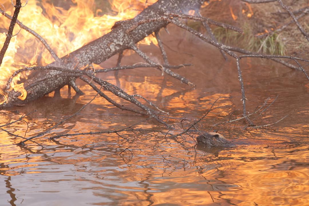 《河狸白毛历险记》剧照第22张图片