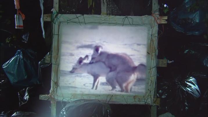 《神奇动物管理员第三季》剧照第33张图片