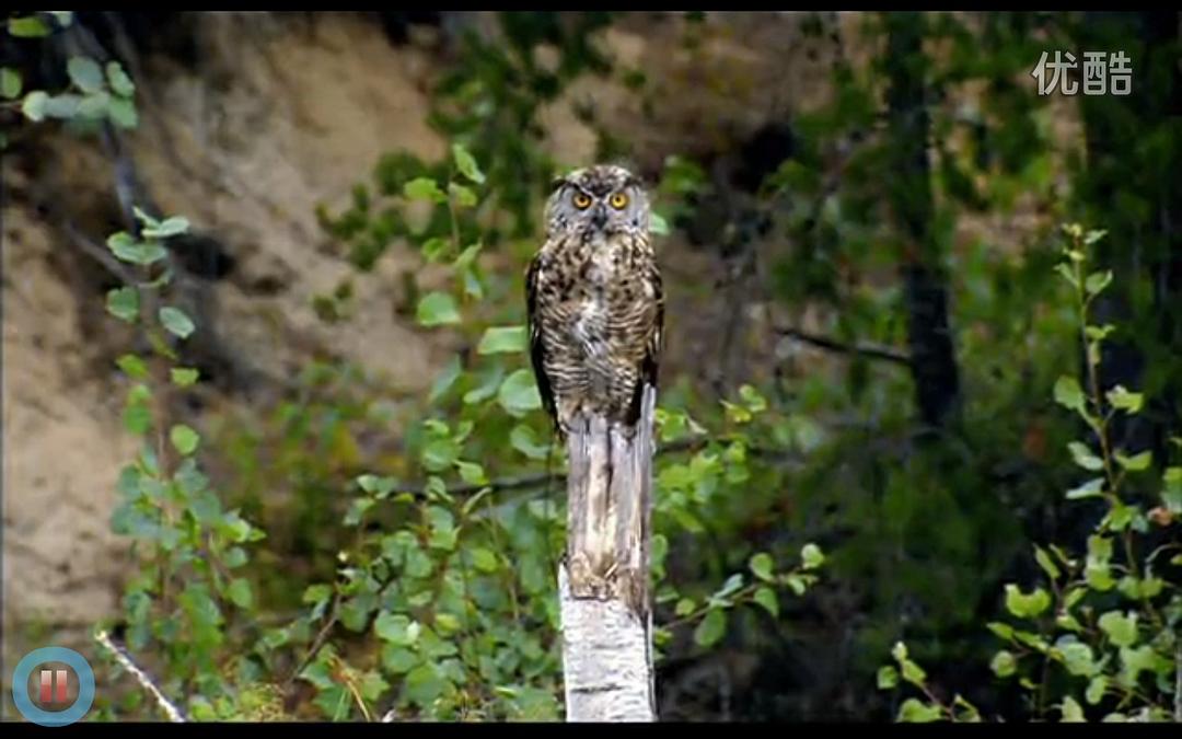 《河狸白毛历险记》剧照第20张图片