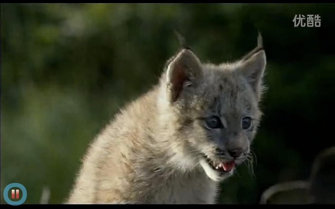 《河狸白毛历险记》剧照第18张图片