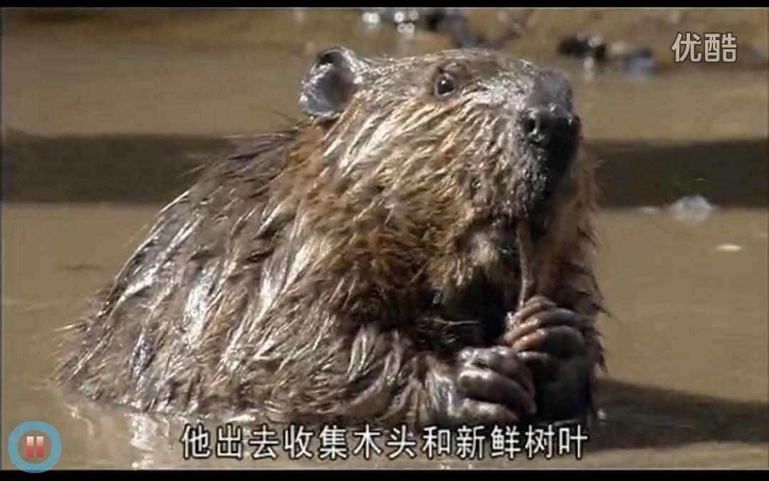 《河狸白毛历险记》剧照第17张图片