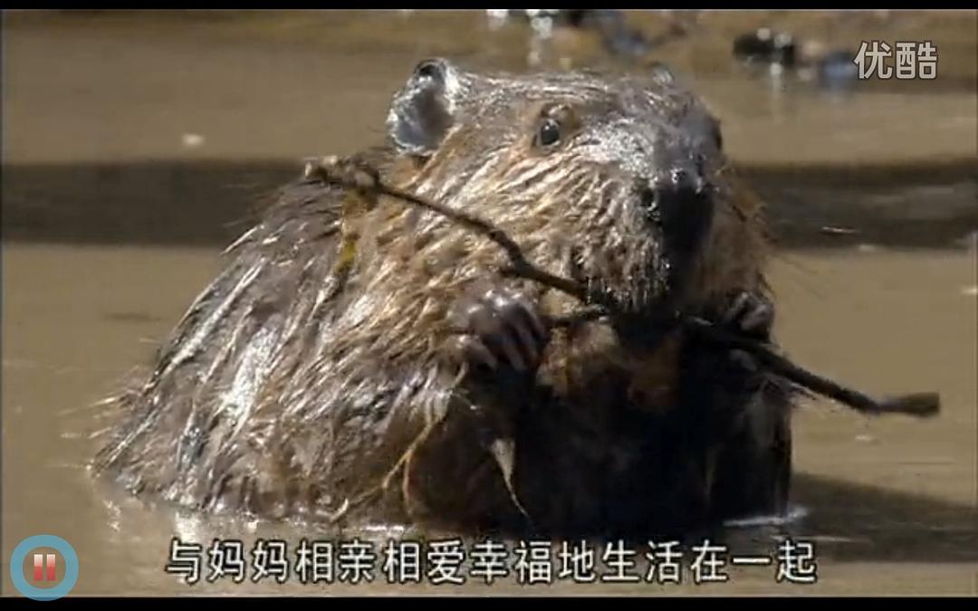 《河狸白毛历险记》剧照第16张图片