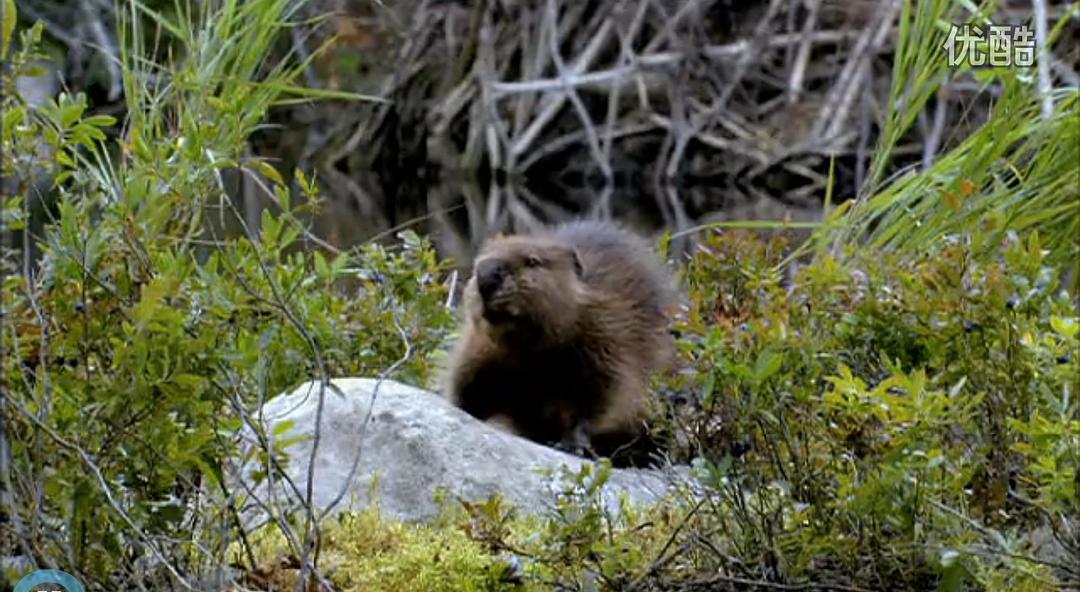 《河狸白毛历险记》剧照第15张图片