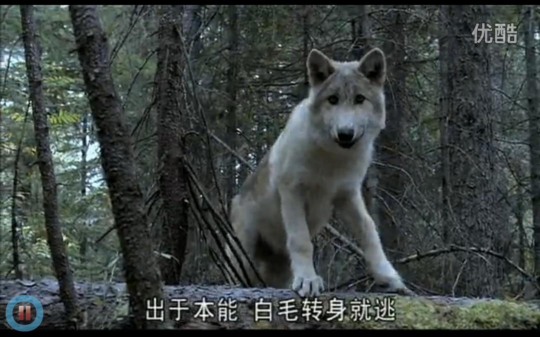 《河狸白毛历险记》剧照第14张图片