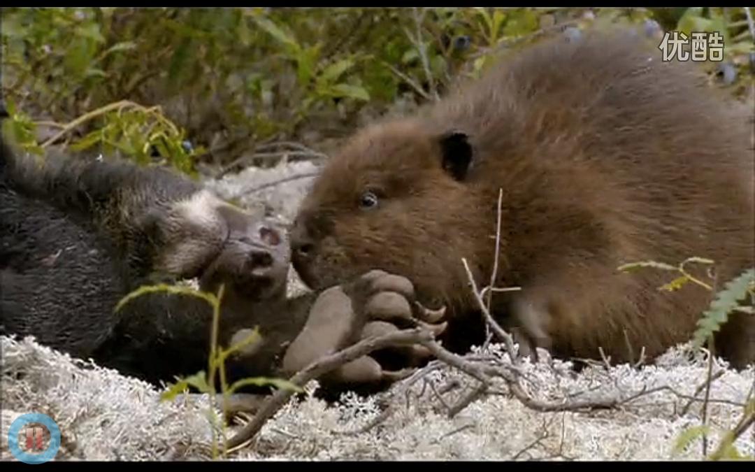 《河狸白毛历险记》剧照第12张图片