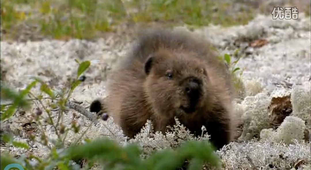 《河狸白毛历险记》剧照第11张图片
