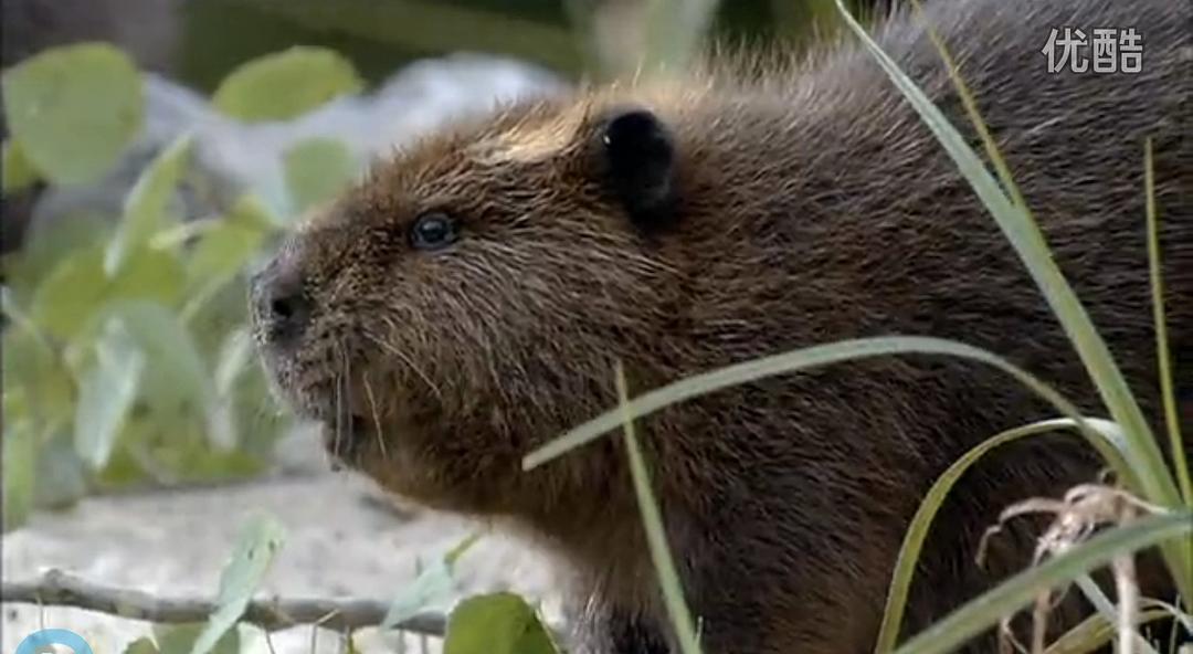 《河狸白毛历险记》剧照第35张图片