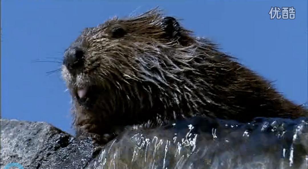 《河狸白毛历险记》剧照第34张图片