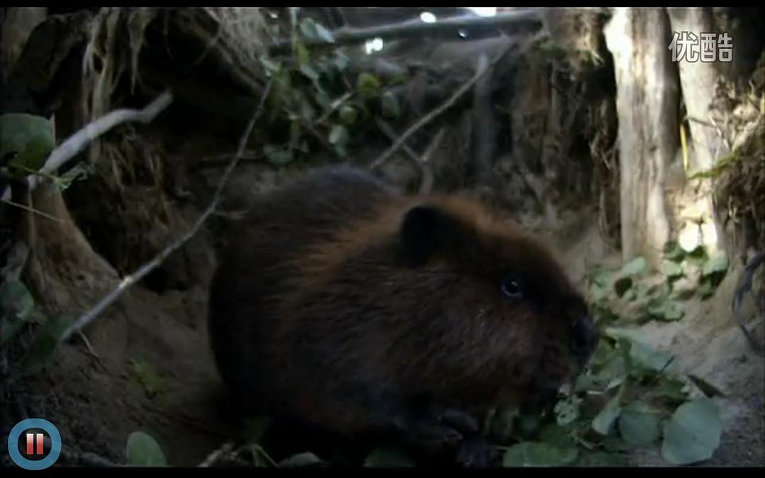 《河狸白毛历险记》剧照第33张图片