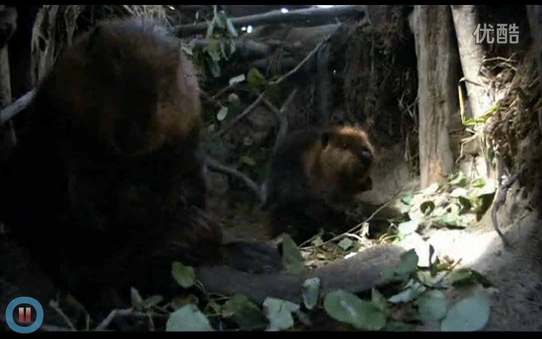 《河狸白毛历险记》剧照第31张图片