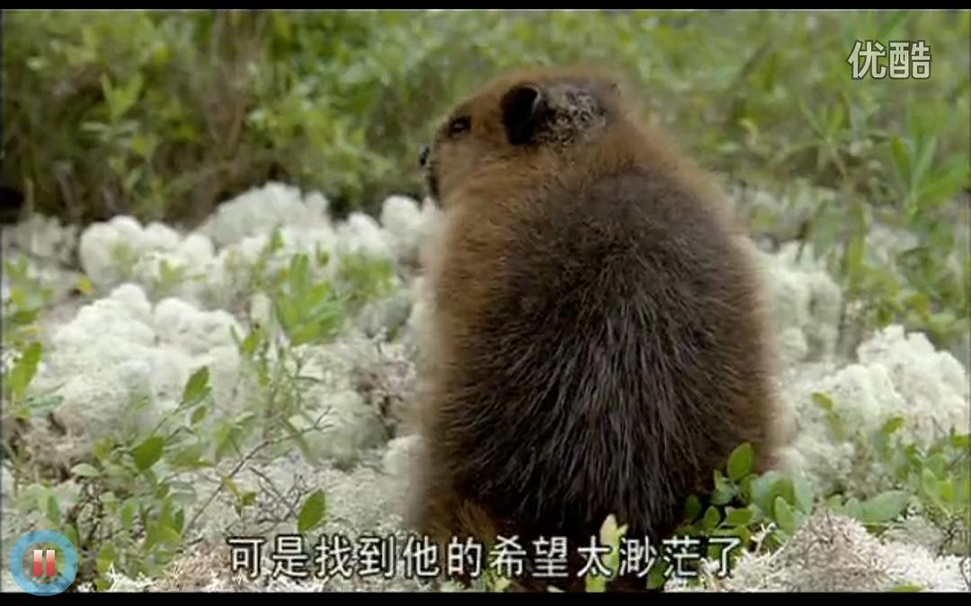 《河狸白毛历险记》剧照第30张图片