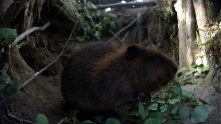 《河狸白毛历险记》剧照第26张图片