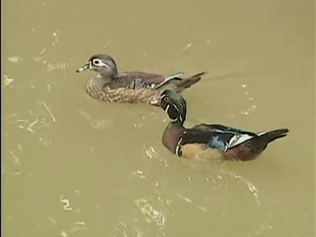 《天地传说之鱼美人》海报第50张图片