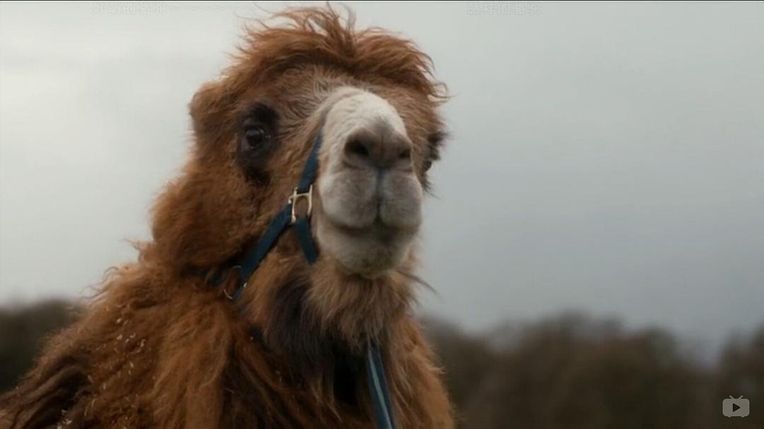 《我们的动物园》剧照第21张图片