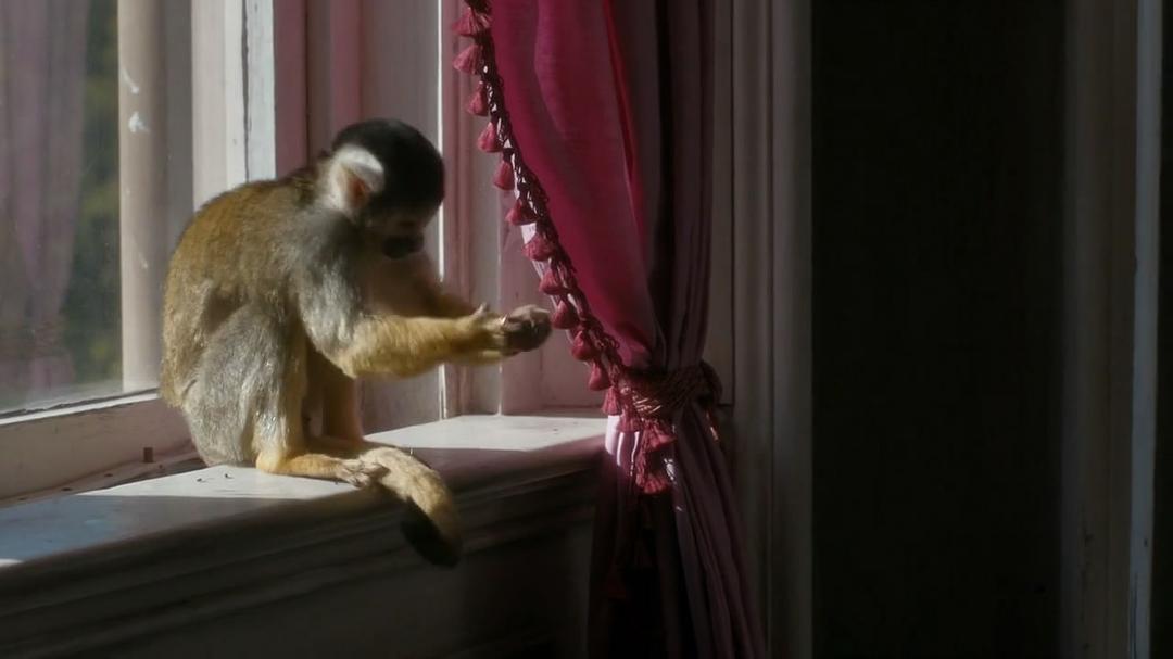 《我们的动物园》剧照