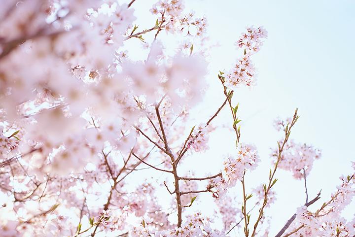 《小森林冬春篇》剧照第11张图片