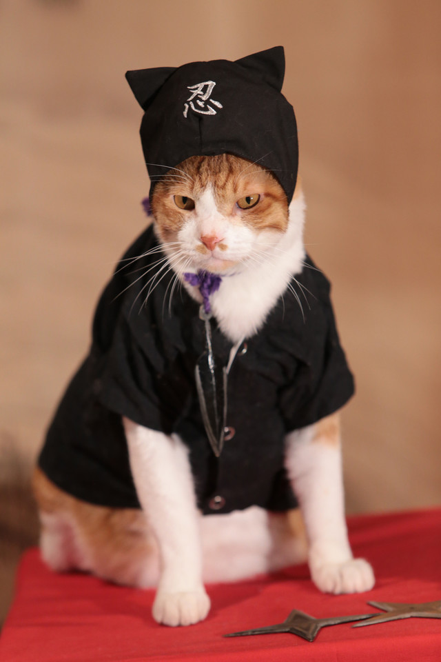 《猫忍》海报第46张图片