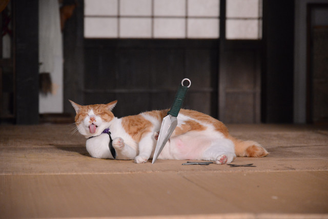 《猫忍》海报第42张图片