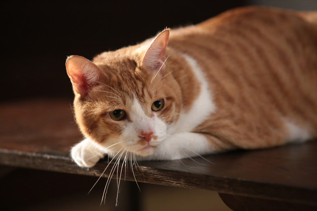 《猫忍》海报第41张图片