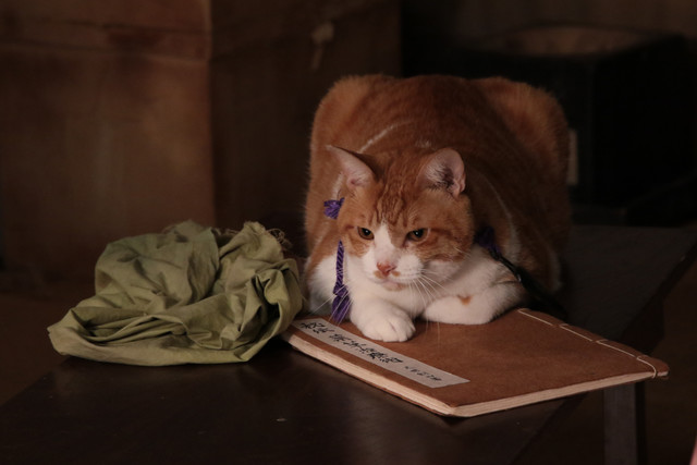 《猫忍》海报第38张图片