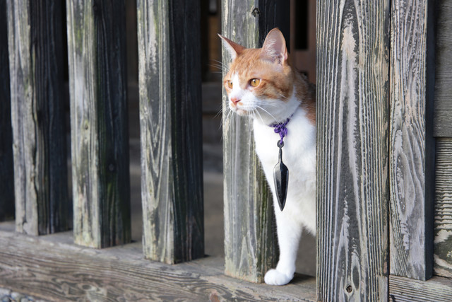 《猫忍》海报第34张图片