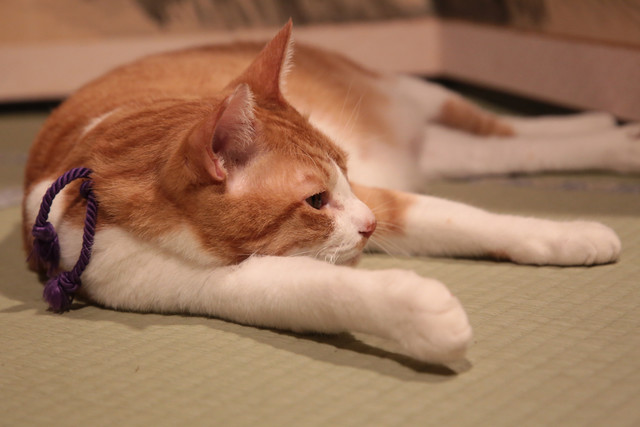 《猫忍》海报第31张图片