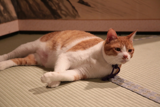 《猫忍》海报第25张图片