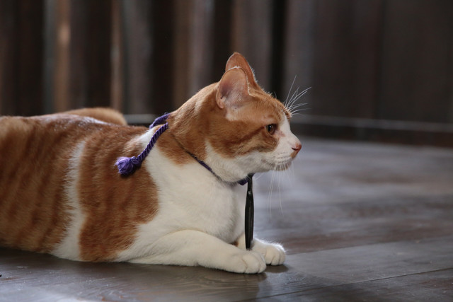 《猫忍》海报第24张图片