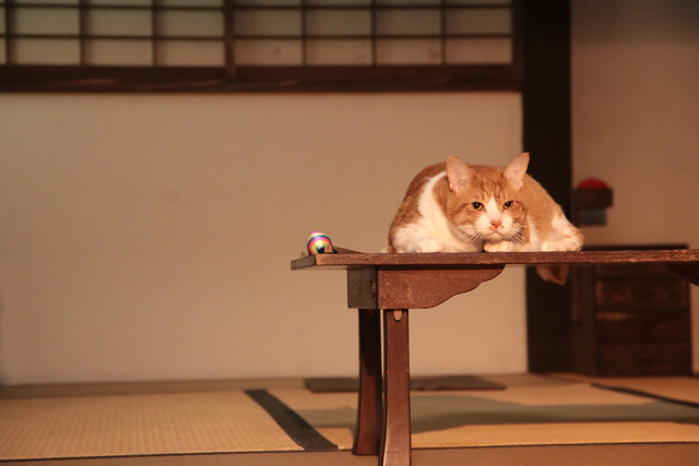 《猫忍》海报第20张图片