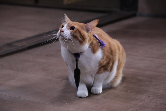 《猫忍》海报第19张图片