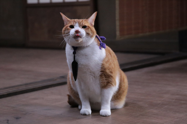 《猫忍》海报第18张图片