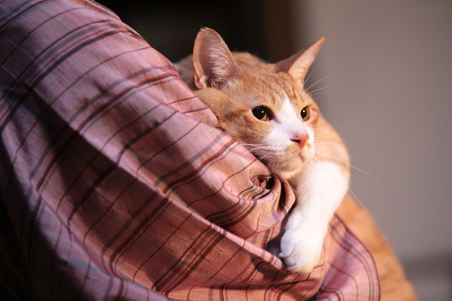 《猫忍》海报第13张图片