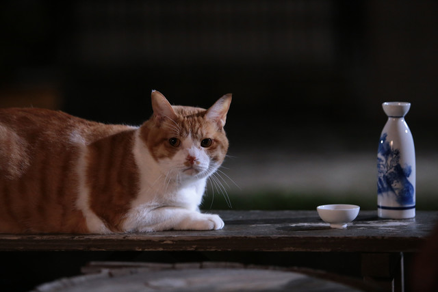 《猫忍》海报第11张图片