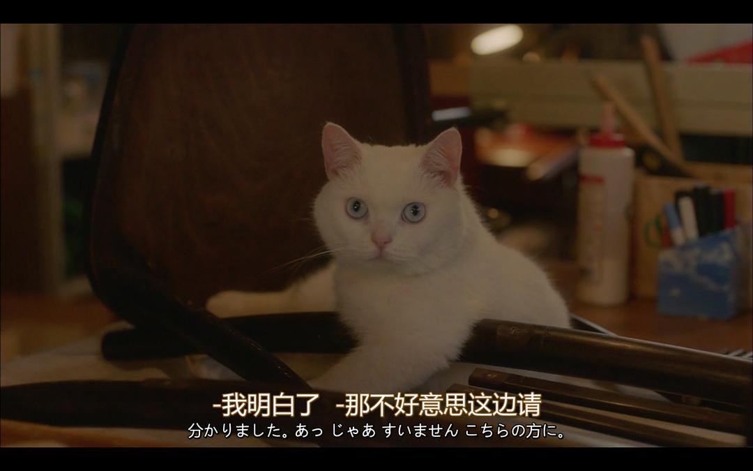 《毛毯猫》剧照第29张图片