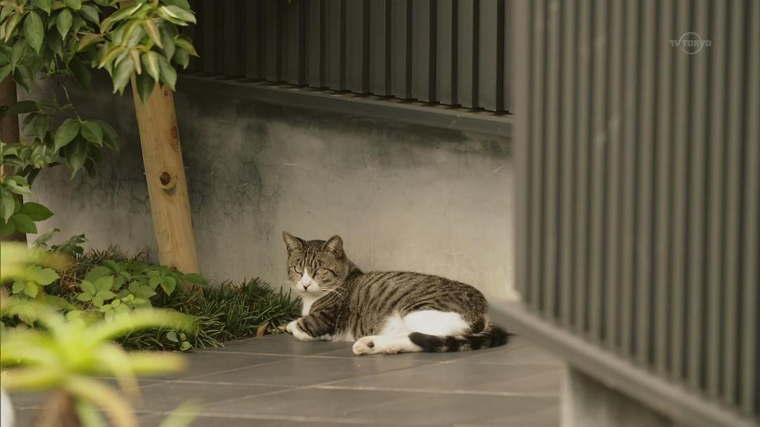 《只有吉祥寺是想住的街道吗？》剧照