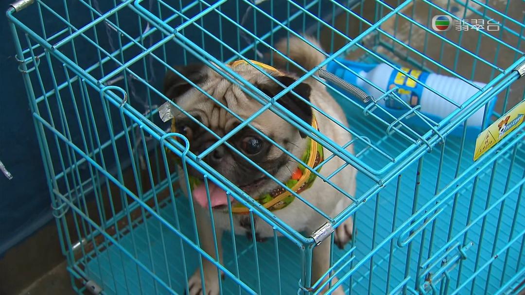 《果栏中的江湖大嫂》剧照第53张图片