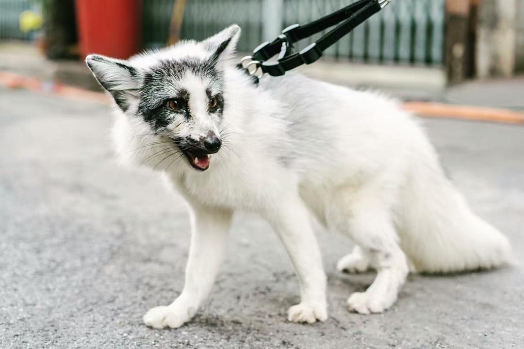 《结爱·千岁大人的初恋》剧照第49张图片