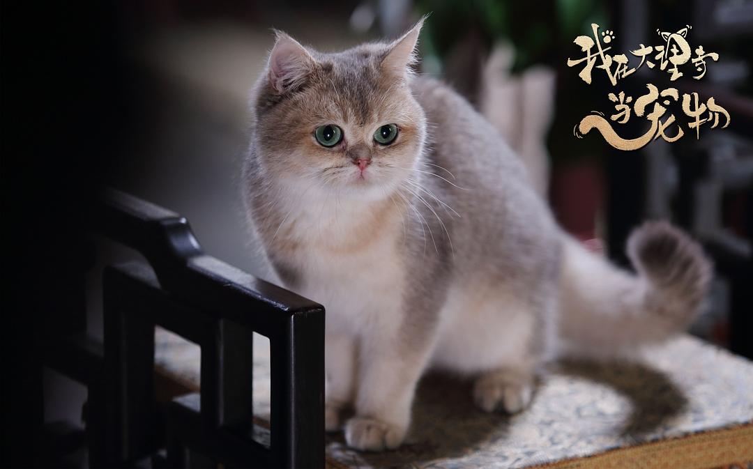 《我在大理寺当宠物》剧照