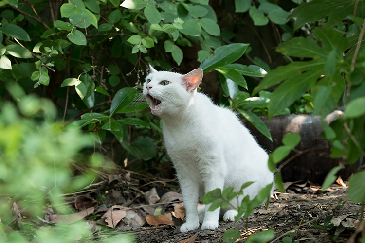 《有熊谷守一在的地方》剧照