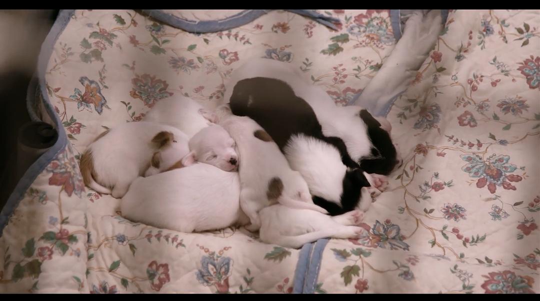 《爱犬情深第一季》剧照第20张图片