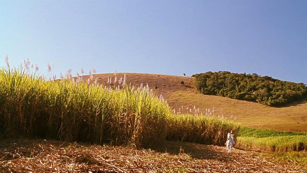 《我亲爱的甜橙树》海报第26张图片